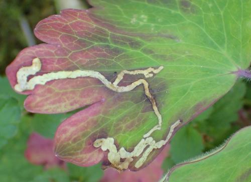 Phytomyza minuscula